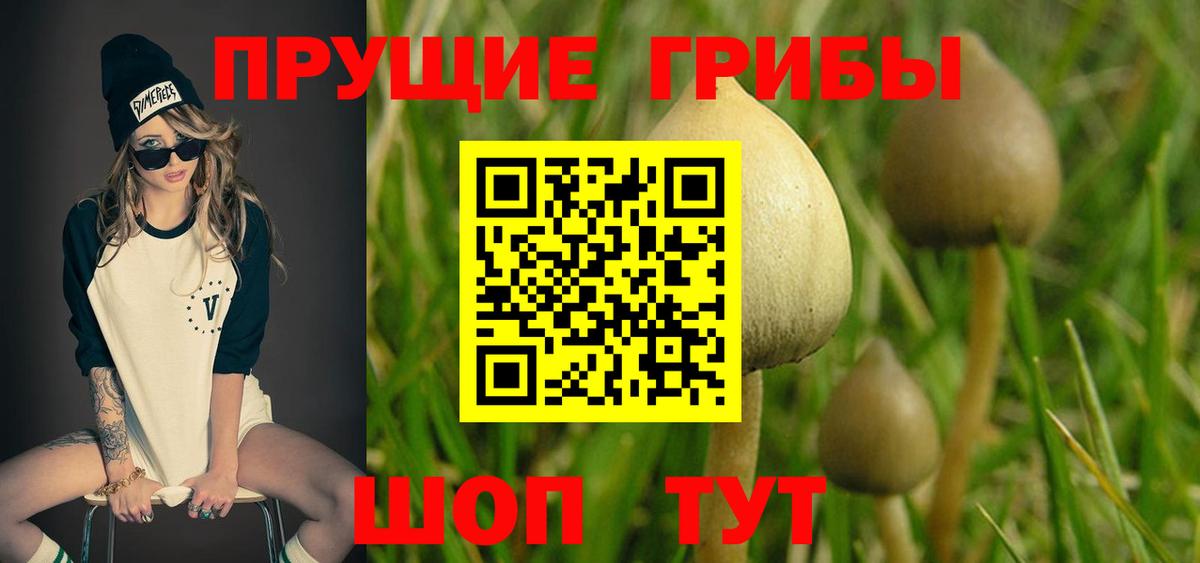 Старая Купавна  Галлюциногенные грибы Psilocybe  Вход с VPN 